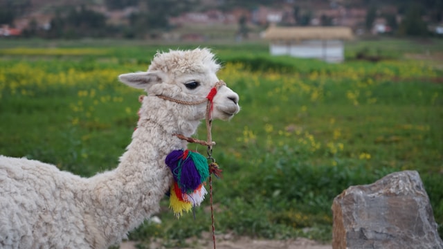 Photo by Akshay Chauhan on Unsplash